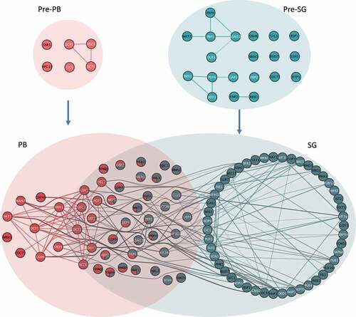 Figure 9. Model of condensation of biomolecules into PBs and SGs. Overlaps between the networks of predicted protein interactions (PPI) for pre-PBs, pre-SGs, PBs and SGs are shown. Implicit PPIs between PB and SG members are contained within each coloured ellipsoids. Each node represents a protein identified as a member of an HMW complex cluster and previously identified protein:protein interactions are indicated by lines between the nodes. Proteins overlapping granules are represented by pie charts depicting cluster membership as in Fig 3A. Interactions between nodes both assigned uniquely or predominantly to the same granule type are coloured the same as the granule. Interactions between nodes uniquely or predominantly of different granules are coloured grey. Proteins labelled in white are those that have an RNA binding GO annotation.