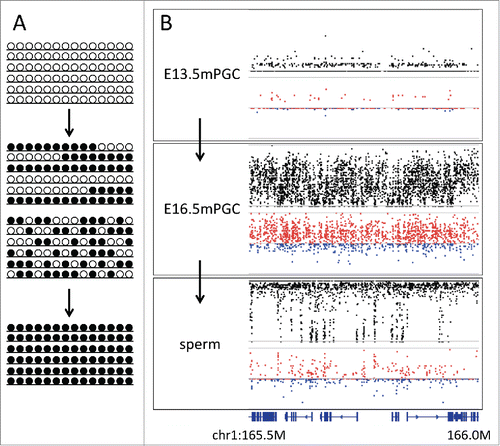 Figure 5. Changes in D during epigenetic reprogramming. (A) Schematic representation of changes in allelic methylation patterns during epigenetic reprogramming from erased (upper panel) to reprogrammed (lower panel). Middle panels show 2 models explaining allelic heterogeneity at the time of reprogramming, i.e., the mixture of fully methylated and unmethylated alleles or the spatially interspersed methylation patterns in all alleles. (B) Plots showing methylation level and D at the genomic region chr1:165,490,000 –166,000,000 in male primordial germ cells at embryonic days 13.5 and 16.5 and sperms. In 13.5 day germ cells, methylation is erased, while in sperms, reprogramming is completed. In 16.5 day germ cells, when methylation levels showed intermediate values, D tended to show positive values, thereby supporting the latter hypothesis. Bottom track shows the gene annotation.