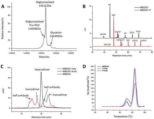 Figure 3. Analytical characterization of MBS301. (a). Intact mass analysis of deglycosylated MBS301; (b). HILIC analysis of the PNGase F enzymatically released N-glycans from MBS301 + F and MBS301, respectively; (c). Hydrophobic-interaction chromatography analysis of MBS301, MBS301-hole and MBS301-knob, respectively; (d). DSC comparative analysis of MBS301, T-mab, and P-mab, respectively, in the same formulation buffer.