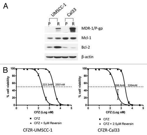 Figure 9. Elevated expression of MDR-1/P-gp in resistant HNSCC cell lines contributes to the acquired resistance. (A) P-UMSCC-1, R-UMSCC-1, P-Cal33, and R-Cal33 cells were subjected to immunoblotting for MDR-1/P-gp, Mcl-1, Bcl-2, or β-actin. (B) R-UMSCC-1 and R-Cal33 cells were plated in triplicate wells, then treated for 48 h with varying concentrations of CFZ in the absence or presence of the MDR-1/P-gp inhibitor reversin 121 (5 μM). Cell viabilities were determined using trypan blue exclusion assays, and IC50 values were determined. Data points represent the mean of 3 independent experiments, and error bars the SEM.