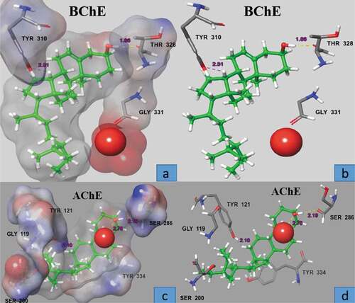 Figure 2. Surface and ball and stick representation of the docking pose in the active site of AChE and BChE (1 ACL, 4BOP), showing the highly ranked pose for active compound β- sitosterol (green). The inhibitor predicted to bind in the active site in the space close to the water molecule. Residue, in stick representation, that forming the active site of the enzyme are labeled