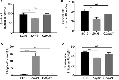 Figure 5. HylS’ enhances the survivability of S. suis in serum, blood and resistance to phagocytosis. (a) Survival of SC19, ΔhylS’ and CΔhylS’ in human serum. The same amount of bacteria were incubated with human serum for 25 min, and the bacterial numbers were determined by viable counting after serial dilution and plating on TSA plates. Inactivated serum was used as a negative control. Survival percentages of bacteria were calculated as (CFUactive serum /CFUinactivated serum) × 100%. (b) Survival of SC19, ΔhylS’ and CΔhylS’ in whole blood. The same amount of bacteria (CFUinput) were incubated with heparinized human whole blood for 60 min, and the bacterial numbers were determined (CFUoutput). Survival percentages of bacteria were calculated as (CFUoutput/CFUinput) × 100%. (c) The ability of SC19, ΔhylS’ and CΔhylS’ to resist phagocytosis. The same amount of bacteria (CFUinput) were incubated with mouse macrophage RAW264.7 cells at a MOI of 1:10 (cell to bacteria). RAW264.7 cells were lysed with saponin and the bacterial numbers were determined (CFUoutput). The relative number of live bacteria was calculated as (CFUoutput/CFUinput) × 100%. (d) The ability of SC19, ΔhylS’ and CΔhylS’ to resist neutrophils-mediated killing. The same amount of bacteria were incubated with human neutrophils (PMNs) separated from fresh human blood at a MOI of 1:10 (cells to bacteria) together with human normal serum or heat-inactivated serum. PMNs were lysed and the bacterial numbers were determined. The relative number of live bacteria was calculated as (CFUserum/CFUinactivated serum) × 100%. Data are shown as mean values ± SD from three independent experiments. Statistical analyses were performed using the unpaired one-tailed Student’s t-test, ****p < 0.0001; ***p < 0.001; **p < 0.01; ns, p > 0.05.