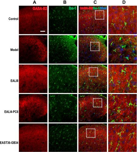 Figure 9 No co-expression of GABA-B2, GFAP, and Nissl was found. Representative confocal images of C4-C5 spinal cord sections showing no coexpression of GABA-B2 (red) and GFAP (green) and Nissl (blue) in the superficial laminae of C4-C5 DHs at 24h after modeling in rats. Results showed no expression of GABA-B2 in astrocytes. (A) GABA-B2, (B) GFAP, (C) merge, (D) magnification of the dashed squares from their left merged images. The bar on the top-left image represents 50µm.