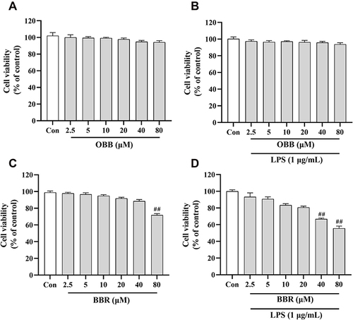 Figure 10 Cell viability of RAW 264.7 macrophages incubated with OBB and BBR with or without LPS (1 μg/mL) for 24 h. Cells were exposed to different drugs: (A) OBB, (B) OBB and LPS, (C) BBR, (D) BBR and LPS. The cell viability was determined by CCK8 assay. Data are presented as mean ± S.E.M. (n = 3). ##p < 0.01 vs the control group.