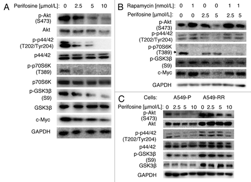 Figure 2. Perifosine decreased GSK3β phosphorylation at serine 9 in NSCLC cells. (A) A549 cells were treated with different concentrations of perifosine as indicated for 24h. (B) A549 cells were treated with rapamycin 1nmol/L alone, 2.5 or 5 μmol/L perifosine alone, or their respective combinations as indicated for 48 h. (C) A549-P and A549-RR cells were treated with perifosine in different concentrations as indicated for 24 h. After the aforementioned treatments, cells were subjected for whole-cell protein lysates and subsequent western blot analysis for detection of the proteins as presented.