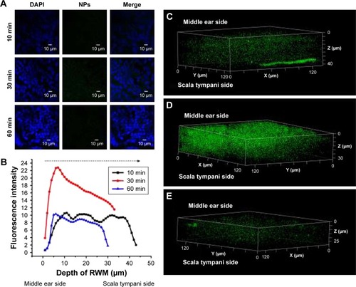 Figure 4 CLSM of RWM as a function of administration time. (A) CLSM micrographs of outer epithelium cells of RWM after intratympanic injection of 0.1 mL of 90 mg/mL PLGA NPs for 10, 30, and 60 minutes. DAPI-stained cell nuclei are blue and PLGA NPs are green. (B) Coumarin-6 fluorescence intensity of RWM at different distances along the z-axis from middle ear side to inner ear side. Three-dimensional reconstruction images of RWM obtained from successive z-stacks after intratympanic injection of NPs for 10 minutes (C), 30 minutes (D), and 60 minutes (E).Abbreviations: CLSM, confocal laser scanning microscope; RWM, round window membrane; DAPI, 4′,6-diamidino-2-phenylindole; PLGA NPs, poly (lactic-co-glycolic acid) nanoparticles.