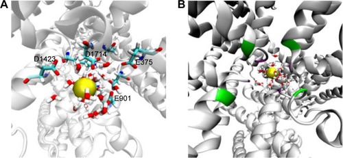 Figure 6 The hydration of sodium ion at the outer SF (A) and the central cavity (B). As we can see in (A), water molecules allow sodium to slide through the filter by satisfying the H-bods of the negatively charged SF residues, which are E375, E901, D1423, and D1714. In (B), inner and outer SF residues shown as green and violet batches, respectively, over the cartoon representation of the hNav1.5 protein.