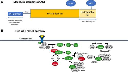 Figure 1 (A) Structural domains of AKT. AKT1, AKT2 and AKT3 share common domain structure with other members of the cAMP‐dependent, cGMP‐dependent and protein kinase C (AGC) subfamily of protein kinases: this consists of an N‐terminus pleckstrin homology (PH) domain, a large central kinase domain and a C‐terminus hydrophobic domain. (B) The PI3K-AKT-mTOR pathway. A selection of the downstream targets of AKT is shown.