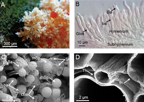 Fig. 2. Macroscopic and microscopic features of Hericium coralloides. A. Detail of the basidioma on rotten wood of Abies alba with orange guttation droplets. B. Micrograph (DIC) of the hymenial layer (Gloe: gloeocystidia; Ba: basidia; ba: basidioles, unstained). C. SEM micrograph of the developing hymenium (ba: basidioles = immature basidia, Ba: basidia – wrinkled surface of basidia is a preparation artefact, St: sterigmata on basidia, imSp: smooth, immature spores on sterigmata, mSp: mature spores with surface ornamentation, cBa: basidium collapsed after spore liberation). D. SEM micrograph of tissue elements below subhymenium in cross section: thin- (th) to thick-walled (Th) hyphae of varying diameter. Measurements of basidioles and basidia were used for calculations of spore production.