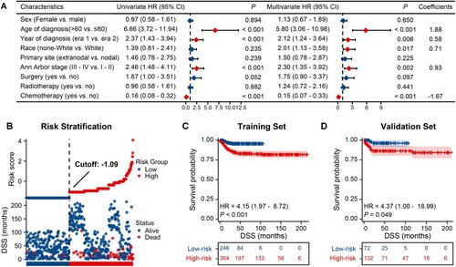 Figure 3. Analysis of independent prognostic factors, risk scoring, and risk stratification for DSS. (A) Univariate and multivariate Cox regression models for DSS in the training set; (B) Distribution of risk scores and survival status of patients in the training set; (C) DSS curves for low- and high-risk groups in the training set; (D) DSS curves for low- and high-risk groups in the validation set. Abbreviations: HR, hazard ratio; DSS, disease-specific survival.