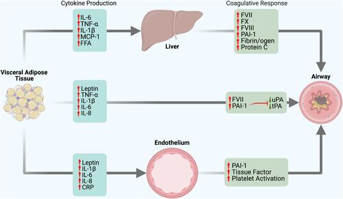 Figure 2 Coagulation and Inflammatory Mediators Promoting Asthma Pathophysiology Increased adiposity promotes pro-inflammatory cytokine and adipokine production leading to chronic low-grade systemic inflammation. These mediators augment procoagulant factor production, contributing to increased asthma pathogenesis in Type-2 high asthma with comorbid obesity. Additionally, the impact of IL-6, TNF-α, IL-1β, monocyte chemoattractant protein-1 (MPC-1), and free fatty acids (FFAs) leads to insulin resistance, hepatic steatosis, and non-alcoholic fatty liver disease.Citation69 In response to upregulated mediators, the airway experiences increased leukocyte infiltration, fibrosis, narrowing, mucin production, angiogenesis and hyperresponsiveness. The figure only includes coagulation mediators of the extrinsic and common pathway; the intrinsic coagulation mediators are beyond the scope of this review. Red arrows indicates contribution to worsening asthma and green arrows indicate improvement in asthma. Created with BioRender.com.