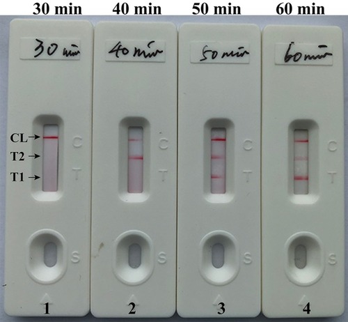 Figure 6 Optimal duration of time required for m-LAMP assay. Four different reaction times (A, 20 min; B, 30 min; C, 40 min; and D, 50 min) were tested and compared at 63 °C. Biosensors 1, 2, 3, and 4 represent DNA levels of 100 fg/μL (LoD level). The best sensitivity was seen when the amplification lasted for 50 min (C).