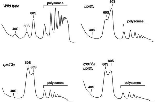 Figure 2. Deletion of RPS12 results in a deficit in 40S r-subunits. The strains W303-1A (Wild type), SMY315 (rps12∆), TLY14.3C (ubi3∆) and SMY372 (rps12∆ ubi3∆) were grown in YPD medium at 30°C to an OD600 of around 0.8 and cell extracts were prepared. Ten A260 units of each extract were subjected to polysome analysis in 7–50% sucrose gradients. After centrifugation, the A254 values along each gradient were continuously recorded by an on-line spectrophotometer. Sedimentation is from left to right. The peaks of free 40S and 60S r-subunits, 80S free couples/monosomes and polysomes are indicated.