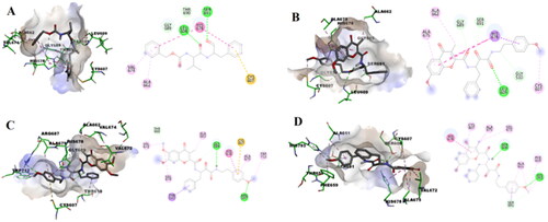 Figure 4. Predicted binding modes of compounds 7c, 7h, and 7n as well as the reference ligand MDL28170 with LdCALP: (A) Calculated docking pose of the reference compound MDL28170 (1) in 3D (left) and 2D view (right) into the substrate pocket of LdCALP; (B) Calculated docking pose of compound 7c in 3D (left) and 2D view (right) into the substrate pocket of LdCALP; (C) Calculated docking pose of compound 7h in 3D (left) and 2D view (right) into the substrate pocket of LdCALP; (D) Calculated docking pose of compound 7n in 3D (left) and 2D view (right) into the substrate pocket of LdCALP.