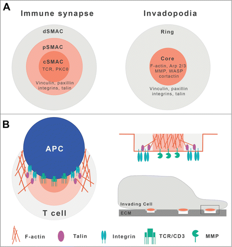 Figure 1. Molecular similarities between the immune synapse and invadopodia. Scheme of immune synapse (IS) and invadopodium structures, showing a central core containing functional molecules specific for each model (TCR or MMP, respectively), surrounded by an integrin-enriched adhesive ring (adapted from Wenimont et al.Citation29). Both are pictured as active sites of actin polymerization and constitute focal zones for endo- and exocytosis (not shown). Top view (A); front view (B).