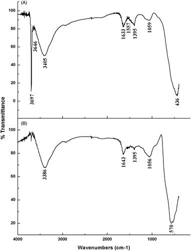 Figure 3. Fourier transform infrared spectra of nanomaterials synthesized by flower extract of chamomile (Matricaria chamomilla L.) of (A) MgO nanoparticles, (B) MnO2 nanoparticles.