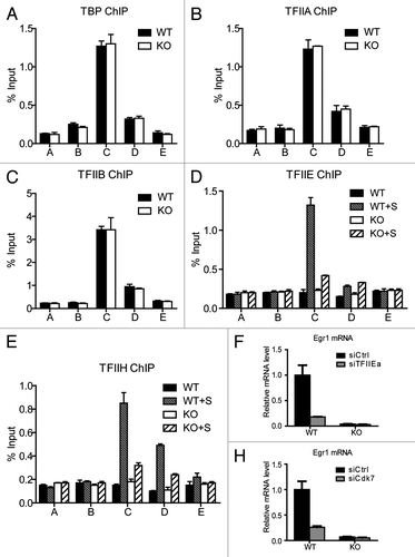 Figure 2.Med23 deficiency does not alter the occupancies of GTFs at the Egr1 promoter under an unstimulated condition. ChIP experiments were performed using antibodies against TBP (A), TFIIA (B), TFIIB (C), TFIIE (D), and TFIIH (E). The precipitated DNA was analyzed by real-time PCR with primers described in Figure 1D. WT+S/KO+S: 30 min after serum addition. (E) and (F), Egr1 mRNA levels in siCtrl and siTFIIEa/siCdk7 cells. The expression was normalized to EF2 mRNA expression, and the normalized value in siCtrl WT cells was defined as 1.