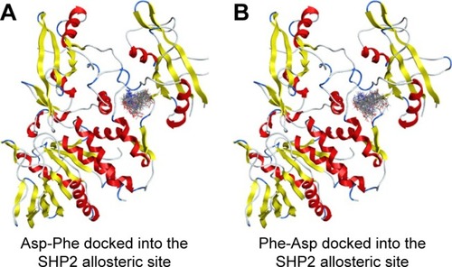 Figure 5 Top 30 binding conformations of peptides with SHP2 allosteric site.