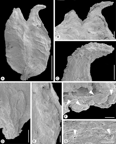 Figure 5 Bicarpellate gynoecium ofLusicarpus planatus. SEM‐micrographs. Holotype, S101305, sample Vale de Agua 141. A. Lateral view of gynoecium and scale‐like bract. B. Stylar region of gynoecium. C. Stigmatic area on ventral side of style. D. Scale‐like bract at base of gynoecium. E. Carpel surface showing isodiametric epidermal cells and ridges probably from vascular bundles. F. Detail of stigmatic surface showing tricolpate‐striate pollen grains (arrowheads) embedded in secretion. G. Stomata on carpel surface (arrowheads). Scale bars – 500 µm (A); 100 µm (B–E); 10 µm (F, G).
