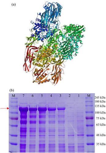 Figure 7. Structural and expression analysis of the Aa-bgl protein. (a) Tertiary structure prediction. (b) SDS-PAGE analysis following induction of expression by IPTG (1 mmol/L). M, protein molecular weight markers (Solarbio); Lane 1, E. coli transformed with pET-32a; Lanes 2–7, E. coli transformed with pET-32a-bgl induced with IPTG for 0, 2, 4, 6, 8 and 10 h, respectively.