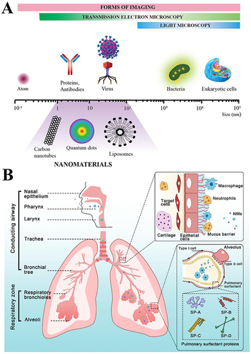 Figure 1 Inhalation of nanoparticles into the lungs. (A) Comparison of the relative sizes of nanomaterials with microbiological and other biological entities. Reprinted from Poh TY, Ali N, Mac Aogáin M, et al Inhaled nanomaterials and the respiratory microbiome: clinical, immunological and toxicological perspectives. Particle and fibre toxicology. 2018;15(1):46.Citation22 (B) Diagrammatic illustration of the respiratory tract and physiological factors. Reprinted from Advanced Drug Delivery Reviews, 185, Wang W, Huang Z, Huang Y, et al, Pulmonary delivery nanomedicines towards circumventing physiological barriers: strategies and characterization approaches, 114309, Copyright 2022, with permission from Elsevier.Citation23
