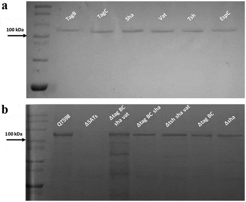 Figure 3. Detection of SPATE proteins by SDS-PAGE A. SDS-PAGE analysis of cloned SPATE genes.a. Clones expressing SPATE proteins were produced in the BL21 background with high-copy plasmid pBCsk+. Supernatants were filtered then concentrated through Amicon filters with 50 kDa cutoff. Samples containing 5 µg protein were migrated with protein marker (10–200 kDa) and stained with Coomassie blue (arrow represents 100 kDa size marker). b. Detection of SPATEs from supernatants of strain QT598 and various SPATE gene mutant derivatives. Supernatants from an overnight culture of the respective mutants were filtered, concentrated and run on SDS-polyacrylamide gels and stained with Coomassie blue to visualize proteins.