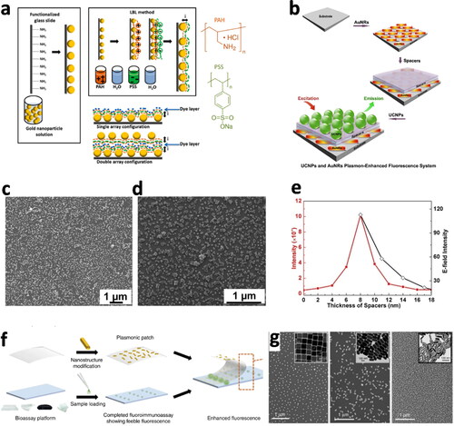 Figure 4. Adsorption of AuNPs onto substrates by electrostatic interactions. (a) Schematic diagram of the adsorption of negatively charged citrate-coated AuNPs on positively charged amino functionalized glass slides, followed by layer-by-layer deposition of positive PHA and negative PSS polyelectrolytes, to form a spacer layer for the dye (Chekini et al., Citation2015). (b) Schematic view of the self-assembly of Au nanorods on a silicon substrate, with a polyelectrolyte spacer and lanthanide-doped upconverting nanoparticles (UCNPs). (c) Scanning electron microscopy images of Au nanorods and (d) UCNPs, on the polyelectrolyte-coated substrate. (e) Correlation of fluorescence intensity (red line) and electric field intensity (black line) with spacer thickness (Feng, You, et al., Citation2015). (f) Schematic view of the fabrication of a flexible polydimethylsiloxane (PDMS) plasmonic patch with electrostatically adsorbed AuNPs and application of standard fluoroimmunoassays. (g) SEM images of Au core/Ag shell cubes and two sizes of Au nanorods absorbed onto the PDMS plasmonic patch (Luan et al., Citation2018).