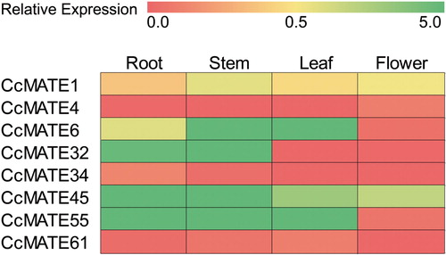 Figure 5. Expression profiles of 8 CcMATE genes in four pigeonpea tissues. The color bar represents the expression value. Each group has three biological replicates.