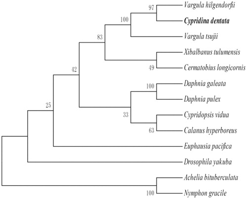 Figure 1. Phylogenetic relationship of 13 species in phylum Arthropoda based on the concatenated data set of 13 protein-coding genes. Genbank accession numbers: Vargula hilgendorfii (NC005306), V. tsujii (NC039175), Xibalbanus tulumensis (NC005938), Cermatobius longicornis (NC021403), Daphnia galeata (NC034297), D. pulex (KT003819), Cypridopsis vidua (KP063117), Calanus hyperboreus (NC019627), Euphausia pacifica (EU587005), Drosophila yakuba (NC001322), Achelia bituberculata (NC001322) and Nymphon gracile (NC008572).