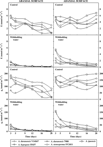 Figure 2.  Transpiration (E) and stomatal conductance (gs) in abaxial and adaxial leaf surfaces of five peanut genotypes grown under control or withholding water conditions.