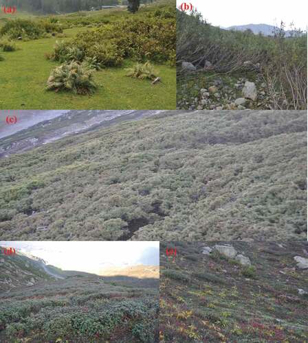 Figure 4. Identified plant communities in the alpine zone of Gulmarg Wildlife Sanctuary.