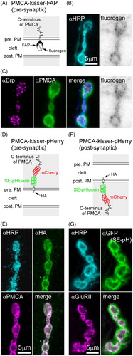 Figure 2. Kisser probes can be used to study the subcellular localization of a protein found in closely apposed membranes of two different cells. (A) A diagram of PMCA-kisser-FAP in the pre-synaptic membrane, a probe designed to localize with endogenous PMCA. The crossed hexagon indicates a fluorogen bound to a FAPtag. (B) A fixed type-Ib bouton where PMCA-kisser-FAP expression is driven in motor neurons (nSyb-GAL4): HRP staining (immunohistochemistry AF488) was used to visualize motor neuron terminals, PMCA-kisser-FAP was stained with Malachite Green. (C) Same preparation as in B: endogenous Brp (immunohistochemistry; AF405), endogenous PMCA (immunohistochemistry; Cy3). Note that endogenous PMCA staining identifies pre- and post-synaptic populations of PMCA, while PMCA-kisser-FAP stained with Malachite Green is pre-synaptic only. (D) A diagram of PMCA-kisser-pHerry in the pre-synaptic membrane. (E) A fixed type-Ib bouton where PMCA-kisser-pHerry expression is driven in motor neurons (nSyb-GAL4): HRP (immunohistochemistry; DyLight 405) staining indicates motor neuron terminals, HA-tag (immunohistochemistry; AF488) was used to detect pre-synaptic PMCA-kisser-pHerry, endogenous PMCA (immunohistochemistry; Cy5). Note that endogenous PMCA staining identifies pre- and post-synaptic populations of PMCA, while HA-tag staining indicates only the pre-synaptic PMCA-kisser-pHerry. Pre-synaptic PMCA-kisser-pHerry shows synaptic and peri-synaptic localization. (F) A diagram PMCA-kisser-pHerry in the post-synaptic membrane. (G) A fixed type-Ib bouton where PMCA-kisser-pHerry expression is driven in the muscle (24B-GAL4): HRP (immunohistochemistry; DyLight 405) staining indicates motor neuron terminals, SE-pH (immunohistochemistry; anti-GFP; AF488) fluorescence indicates the subcellular localization of post-synaptic PMCAkisser-pHerry, endogenous GluRIII (immunohistochemistry; Cy5) indicates the syb-synaptic reticulum. Post-synaptic PMCA-kisser-pHerry has a peri-synaptic localization, partially overlapping with endogenous GluRIII.