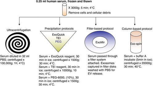 Fig. 1.  Scheme of EV-enrichment protocols. Six different protocols were employed to enrich EVs from human serum: ultracentrifugation (UC), ExoQuick precipitation, total exosome isolation (TEI), PEG precipitation, ExoMir filtration and Exo-spin column.