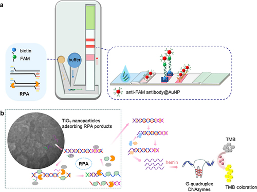 Figure 4 RPA biosensors based on colorimetric analysis. (a) RPA and LFA enclosed in a microfluidic chip.Citation21 (b) TiO2 nanoparticle-enhanced RPA biosensor for colorimetric analysis.Citation20