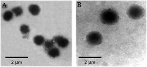 Figure 1. TEM micrographs of selected niosomes prepared from: A) Span 60 and B) Brij-52 at 20 000× magnification.