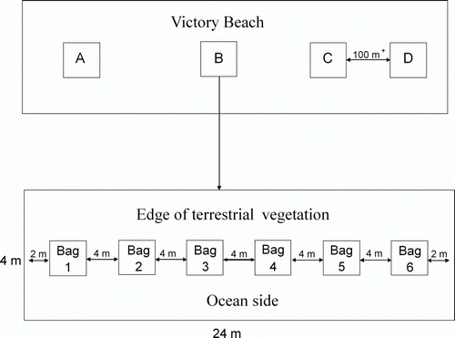 Figure 2  Study design showing the four sampling areas (A–D) along Victory Beach. Each area was separated by at least 100 m. Within each area, six mesh bags were placed at 4-m intervals along a 20-m transect. On sampling days 1, 3, 6, 10, 20 and 30, a bag was randomly selected from each sampling area and removed from the study site.