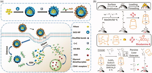 Figure 8. (a) Crosslinked HA covered degradable MSN delivery (Chen et al., Citation2018). Copyright 2018, The Royal Society of Chemistry. (b) A ‘snap-top’ covered MSN drug delivery (Patel et al., Citation2008). Copyright 2008, American Chemical Society. Reprinted with permission.