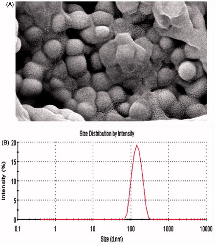 Figure 3. Scanning electron micrograph of M-C-PLA-NP after lysozyme incubated for 2 h (105 × magnification, A) and Size distribution chart of M-C-PLA-NP after lysozyme incubated for 2 h (B).