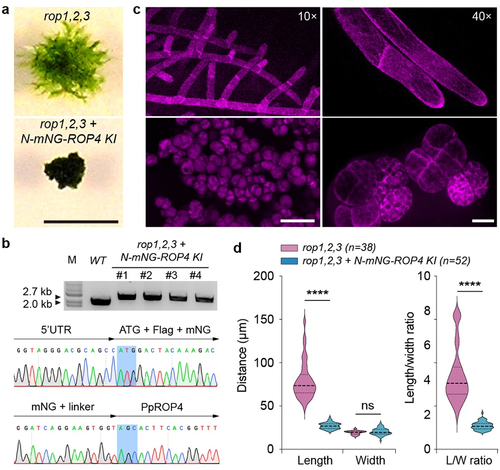 Figure 1. N-terminal tagging with a fluorescent protein tag strongly impairs ROP4 function in the rop1,2,3 triple mutant background. a Representative moss colonies of rop1,2,3 triple mutant and ROP4 knock-in (KI) lines. The ROP4 knock-in lines were generated by inserting the coding sequence of green fluorescent protein mNeongreen (mNG) immediately downstream of the ROP4 start codon via homologous recombination. Four independent lines were obtained and exhibited similar growth defects. Scale bar: 5 mm. b verification of KI lines via PCR amplification and sequencing. DNA sequencing confirmed the correct integration of mNG without introducing additional mutations. c morphology of protonema cells of rop1,2,3 triple mutant (top) and ROP4 KI lines (bottom) under a 10× lens (left) or 40× lens (right) labeled by Lifeact-mCherry reporters. Cells in the KI lines were imaged on a glass slide, forming dispersed clusters under the pressure of the coverslip. Scale bars: left, 100 µm; right, 20 µm. d quantification of cell length, cell width, and length/width ratio. Data are presented as violin plots, showing the quartiles (thin lines) and the median (central line). Statistical analyses were performed using two-tailed student’s t-tests. ns, not significant. ****, p < 0.0001.