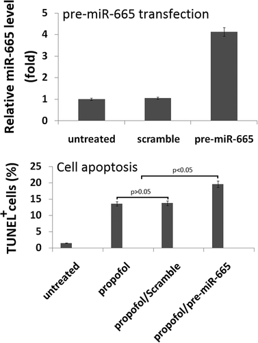 Figure 3. Overexpression of miR-665 in hESC-derived neurons promotes the propofol-induced cell death. Following 20 h of transfection with the miR-665 mimic, quantitative reverse transcription-PCR was used to confirm the overexpression of miR-665. miR-665 expression was significantly elevated following transfection with the miR-665 mimic when compared to scramble-treated cells. Overexpression of miR-665 significantly promotes the increase in TUNEL-positive cells following exposure to 6 h of 20 μg/mL propofol.