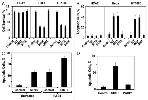 Figure 2 SIRT6 mono-ADP-ribosyltransferase activity is required for killing cancer cells. (A) Adherent cell count 72 h after transfection with indicated SIRT6-encoding vector relative to a control plasmid. (B) Quantification of apoptosis levels 72 h after transfection with a plasmid expressing wild-type SIRT6 or its mutants. (C) Pretreatment of HT1080 cells with the PARP1 inhibitor PJ-34 did not prevent SIRT6-induced apoptosis. (D) Overexpresison of PARP1 did not induce apoptosis in HT1080 cells. Experiments were repeated three times, and error bars show SD.