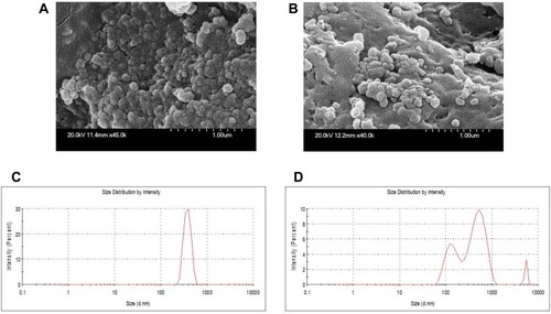 Figure 2 Physicochemical characterization of CS NPs and OMPs-F-CS NPs. FE-SEM analysis of (A) CS NPs and (B) OMPs-F-CS NPs. Mean particle size distribution of (C) CS NPs and (D) OMPs-F-CS NPs.Abbreviations: OMPs, outer membrane proteins; F, flagellin; CS NPs, chitosan nanoparticles; OMPs-F-CS NPs, OMPs and F-protein entrapped and surface F-protein coated CS NPs; FE-SEM, field emission-scanning electron microscope.