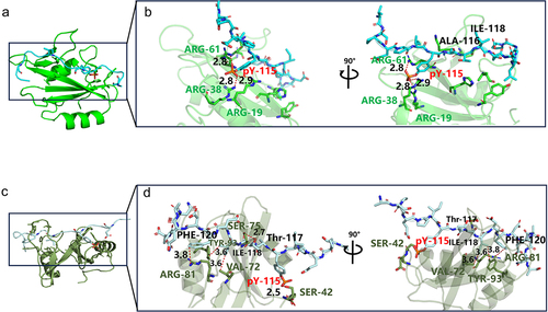 Figure 6. Key sites analysis in complexes of SHIP2-SH2-EPIpYA-C and SHIP2-SH2-EPIpYA-D. (a) Complex of SHIP2-SH2-EPIpYA-C. (b) Details of interaction surface of SHIP2-SH2-EPIpYA-C complex. (c) Complex of SHIP2-SH2-EPIpYA-D. (d) Details of interaction surface of SHIP2-SH2-EPIpYA-D. pY-115 indicates the phosphorylated tyrosine residue in synthesized peptides. Other residues on peptides are marked in black. The amino acids in green represent residues on SHIP2-SH2 domain those interact with EPIpYA-C motif, and in dark grey represent residues on SHIP2-SH2 domain those interact with EPIpYA-D peptide.