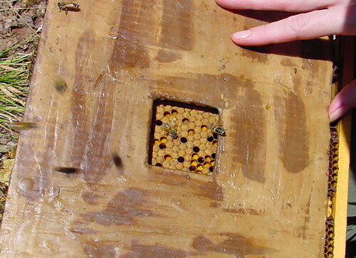 Figure 13. A piece of cardboard with a square equal in size to 10 × 10 cells is laid over a patch of honey bee (Apis mellifera) brood. Percentage brood solidness is measured directly as (100 cells screened minus the number of empty cells).