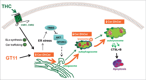 Figure 7. Proposed model of the mechanism by which the intracellular increase of dihydroceramide triggered by THC or by the DEGS inhibitor GT11 promotes glioma cell death. THC binding to CNR1 (cannabinoid receptor 1 [brain]) and CNR2 (cannabinoid receptor 2) stimulates de novo synthesis of ceramide and inhibits the transport of ceramide from the ER to the Golgi inducing a modification on the ER sphingolipid composition. This event triggers: (i) the induction of an ER stress response that leads to a TRIB3-dependent inhibition of the AKT-MTORC1 axis and the subsequent induction of autophagy and (ii) a modification of the ceramide to dihydroceramide (Cer:dhCer) ratio in the ER. The DEGS1 inhibitor GT11 produces a similar decrease on the ratio Cer:dhCer. The alteration in the Cer:dhCer ratio triggered by THC or GT11 is transmitted to autophagosomes and autolysosomes, thus modifying the permeability of the membranes, facilitating LMP, cathepsin release and the subsequent activation of apoptosis and cell death.