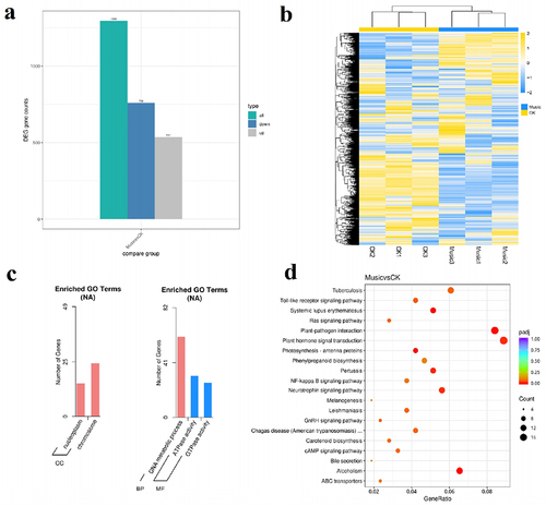 Figure 4. (a) The histogram showed differentially expressed genes in response to music treatment; (b) cluster analysis of DGEs in the “Music” and “CK”; (c) in the case of “Music vs CK”, the number of enriched up-regulated DEGs and down-regulated DEGs in different gene ontology categories. (d) KEGG enrichment scatter plot (Rich factor referred to the ratio of the number of differentially expressed genes in the pathway to the total number of all annotated genes in the pathway).