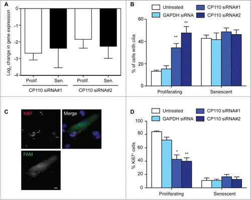 Figure 4. CP110 depletion causes increased ciliation and reduced cellular proliferation; (A) Quantitation of CP110 depletion in BJ cells by siRNA as determined by quantitative RT-PCR. Knockdowns are compared to the effect of GAPDH siRNA normalized to housekeeping gene expression. Data show the mean—s.d. of 3 separate experiments; (B) Quantitation of the ciliation frequency in BJ cells after the indicated treatments. Histograms show means + s.d. of 3 separate experiments in which at least 100 cells were quantitated; (C) Microscopy of CP110 siRNA-transfected cells stained with antibodies to Ki67 (red in merge). Fluorescent RNA (FAM; green) was cotransfected at a ratio of 1:5 with the siRNA as a transfection control. DNA was visualised with DAPI (blue). Scale bar, 10 μm; (D) Quantitation of the proliferative index of BJ cells after the indicated treatment, as determined by microscopy analysis of Ki67 signal. Histograms show means ± s.d. of 3 separate experiments in which at least 100 transfected cells were quantitated; *, P < 0.05; **, P < 0.01 in comparison with GAPDH siRNA controls by unpaired t-test.