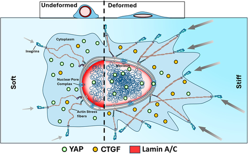 Figure 2. A schematic illustration that irrespective of the mechanism of nuclear deformation, leads to elevated YAP nuclear translocation and enhanced expression of downstream proteins such as connective tissue growth factor (CTGF).