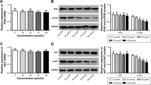 Figure 5 Mifepristone inhibited p-PI3K and p-AKT expression in a dose-dependent manner.