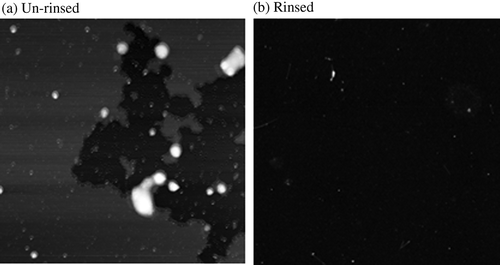 Figure 1. AFM images of non-dialyzed SDS-SWNT hybrids on AP-mica. (a) An un-rinsed sample. (b) A rinsed sample. Scan size of the images was 2 μm × 2 μm.